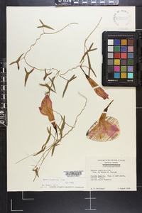 Ipomoea sagittata image