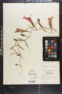 Ipomoea sagittata image