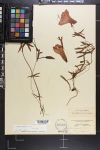 Ipomoea sagittata image