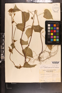 Jacquemontia tamnifolia image