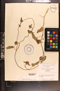 Jacquemontia tamnifolia image