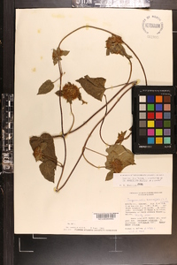 Jacquemontia tamnifolia image