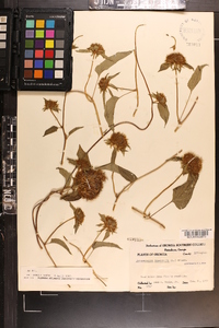 Jacquemontia tamnifolia image