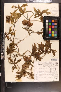 Merremia dissecta image