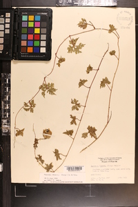 Merremia dissecta image