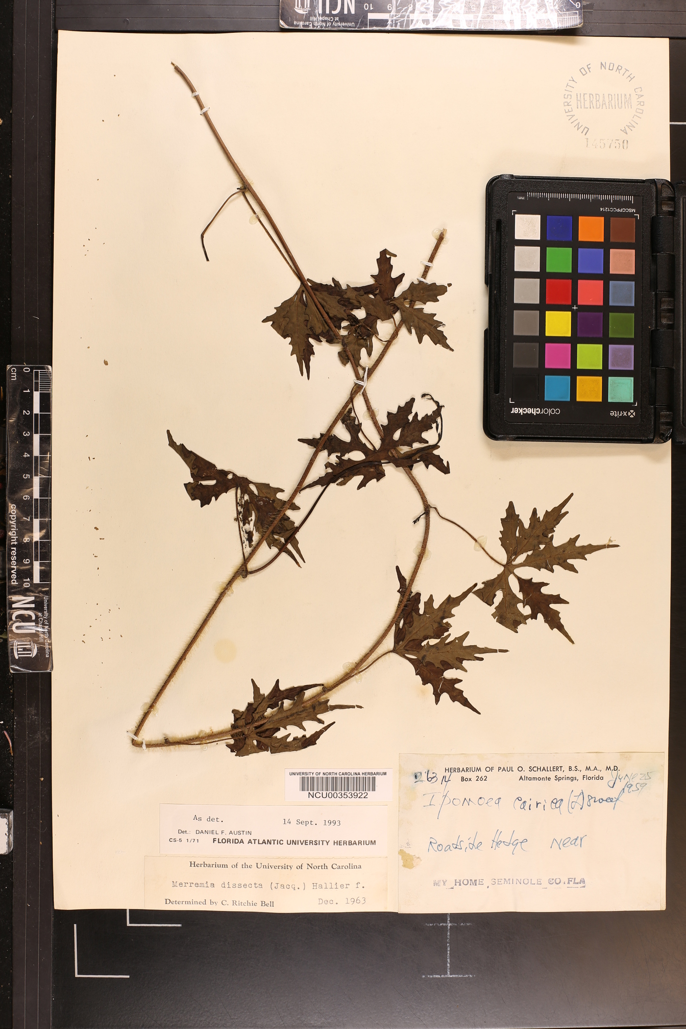 Merremia dissecta image