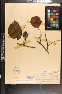 Stictocardia tiliifolia image