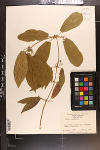 Bignonia capreolata image