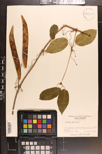 Bignonia capreolata image