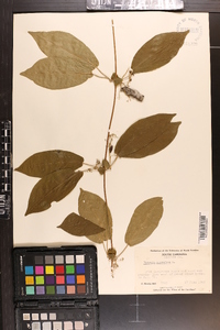 Bignonia capreolata image