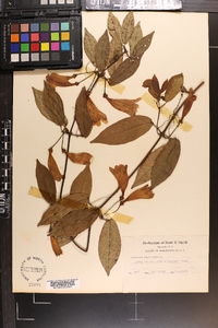 Bignonia capreolata image