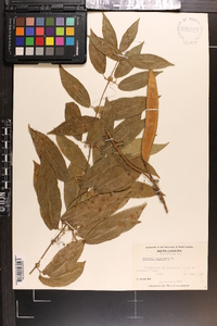 Bignonia capreolata image