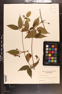 Bignonia capreolata image