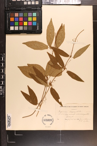 Bignonia capreolata image