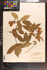 Bignonia capreolata image