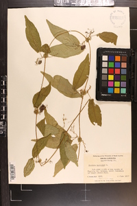 Bignonia capreolata image