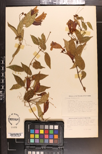 Bignonia capreolata image