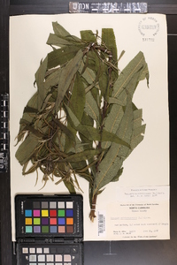 Vernonia noveboracensis image