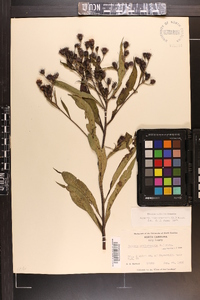 Vernonia noveboracensis image