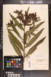 Vernonia noveboracensis image