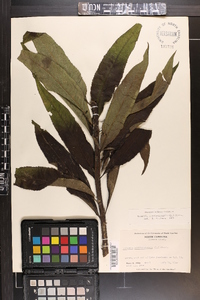 Vernonia noveboracensis image