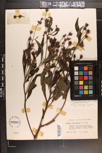 Vernonia noveboracensis image