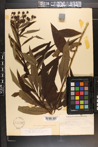 Vernonia noveboracensis image