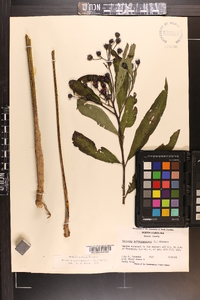 Vernonia noveboracensis image