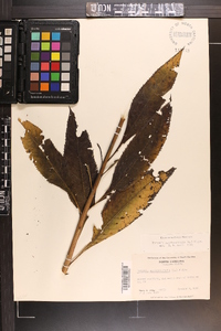 Vernonia noveboracensis image