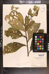 Vernonia noveboracensis image