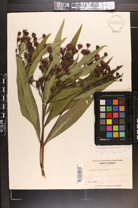 Vernonia noveboracensis image