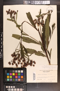 Vernonia noveboracensis image