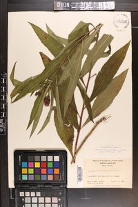 Vernonia noveboracensis image