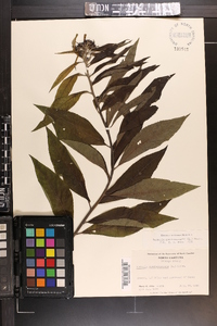 Vernonia noveboracensis image