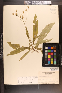 Vernonia acaulis image