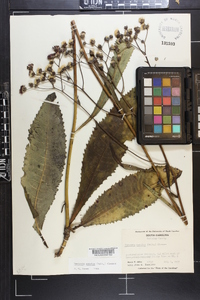 Vernonia acaulis image