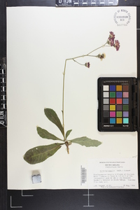 Vernonia acaulis image