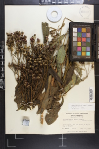 Vernonia acaulis image