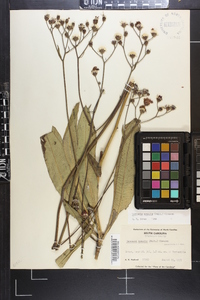 Vernonia acaulis image