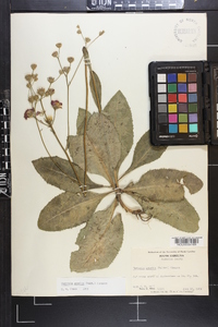 Vernonia acaulis image