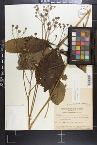 Vernonia acaulis image