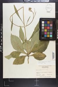 Vernonia acaulis image