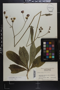 Vernonia acaulis image