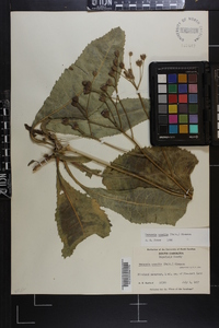 Vernonia acaulis image