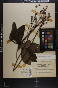 Vernonia acaulis image