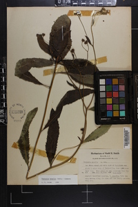 Vernonia acaulis image