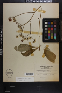 Vernonia acaulis image