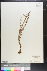 Epifagus virginiana image