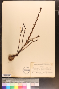 Epifagus virginiana image