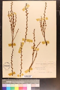 Epifagus virginiana image